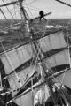 Cape Horn Rounding | Auckland, New Zealand - Cape Horn - Stanley, Falkland © 2025 Patrick Samuël